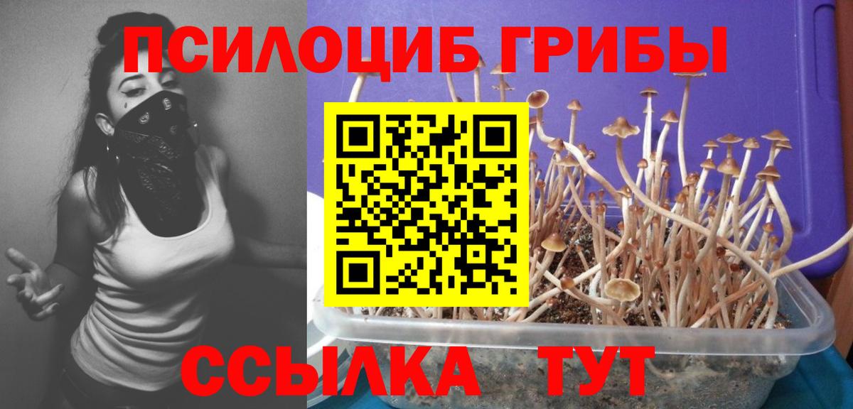 Галлюциногенные грибы Psilocybine cubensis  Вход с VPN  Кушва 